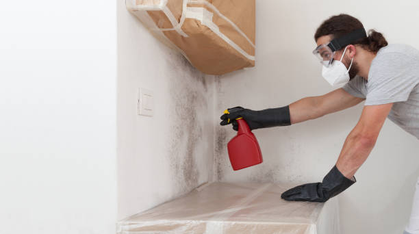 Professional Basement Mold Remediation technician working in Holland, MI