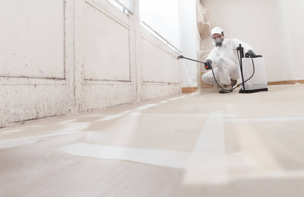 24/7 Emergency Basement Mold Remediation experts in Holland, MI